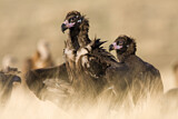Image. Cinereous Vulture