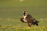 Image. Cinereous Vulture