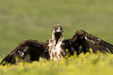 Image. Cinereous Vulture