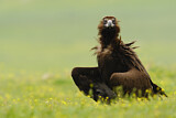 Image. Cinereous Vulture