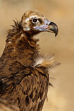 Image. Cinereous Vulture
