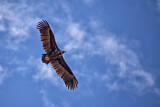 Image. Cinereous Vulture