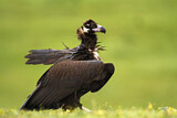 Image. Cinereous Vulture