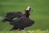 Image. Cinereous Vulture