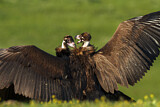 Image. Cinereous Vulture