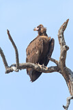 Image. Cinereous Vulture