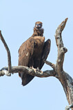 Image. Cinereous Vulture