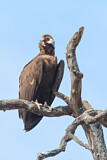 Image. Cinereous Vulture
