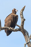Image. Cinereous Vulture