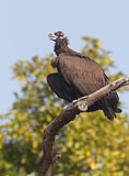 Image. Cinereous Vulture