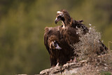 Image. Cinereous Vulture
