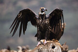 Image. Cinereous Vulture
