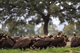 Image. Cinereous Vulture