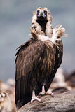 Image. Cinereous Vulture