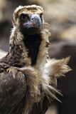 Image. Cinereous Vulture