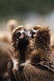 Image. Cinereous Vulture