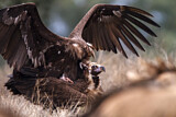 Image. Cinereous Vulture