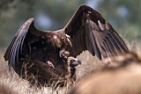 Image. Cinereous Vulture