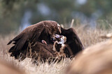 Image. Cinereous Vulture