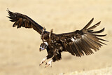 Image. Cinereous Vulture