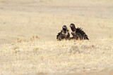 Image. Cinereous Vulture