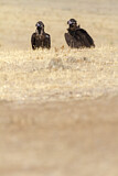 Image. Cinereous Vulture