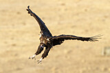 Image. Cinereous Vulture