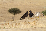 Image. Cinereous Vulture