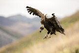 Image. Cinereous Vulture