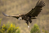 Image. Cinereous Vulture