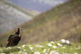 Image. Cinereous Vulture