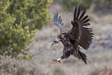 Image. Cinereous Vulture