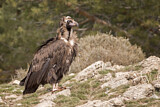 Image. Cinereous Vulture
