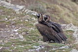 Image. Cinereous Vulture