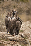 Image. Cinereous Vulture