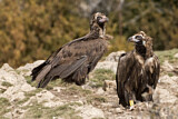 Image. Cinereous Vulture