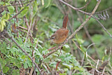 Image. Cinnamon Bracken Warbler