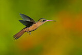 Image. Cinnamon Hummingbird