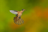 Image. Cinnamon Hummingbird
