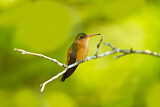 Image. Cinnamon Hummingbird