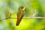 Image. Cinnamon Hummingbird