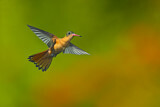 Image. Cinnamon Hummingbird