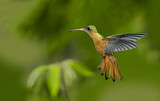 Image. Cinnamon Hummingbird
