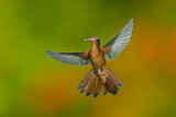 Image. Cinnamon Hummingbird