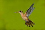 Image. Cinnamon Hummingbird
