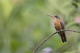 Image. Cinnamon Hummingbird