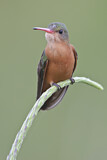 Image. Cinnamon Hummingbird