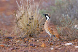 Image. Cinnamon Quail-thrush