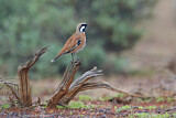 Image. Cinnamon Quail-thrush