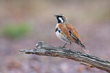 Image. Cinnamon Quail-thrush
